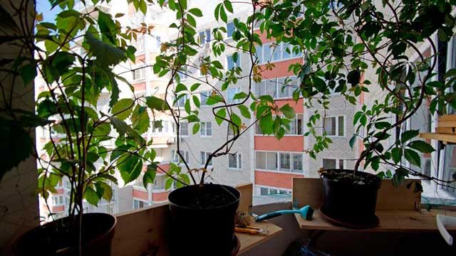 выращивание винограда на балконе